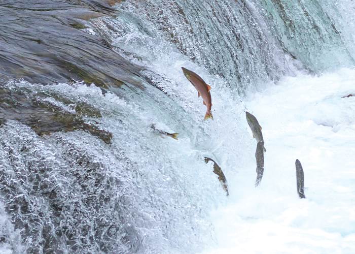 Salmon leap up a river waterfall.