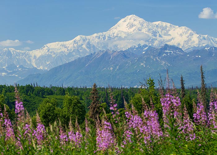 Snow-capped Denali rising above tundra and wildflowers during an Alaska cruise excursion in Denali National Park