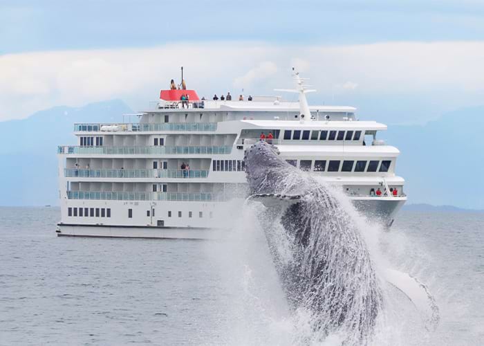 White American Cruise Lines ship on calm water with passengers on deck watching a whale breaching in in the foreground.
