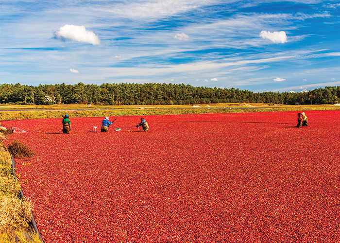 A large cranberry field with a few farmers standing knee-deep in the cranberries. The edges of the field are lined with grass and weeds, and there is a forest of trees in the distance.