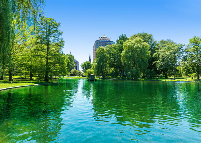 A bright blue pond that has a green hue from the reflection of the thick, green trees surrounding it in Boston Common. There are a few tall buildings in the distance peeking out over the trees.