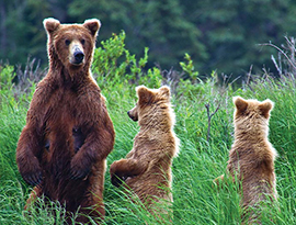 A large brown bear and its two light brown cubs stand in tall grass