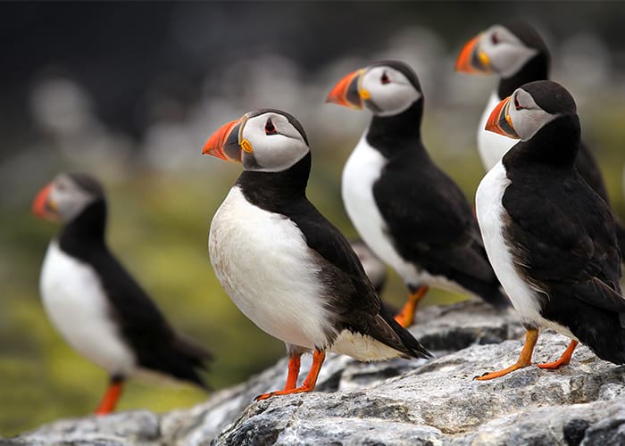 Group of puffins standing on rocky shore.