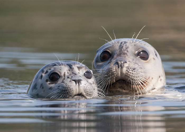 Two harbor seals swim in calm water, directly facing the camera.