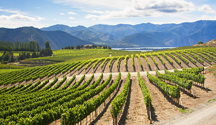 Vineyard rows with hills and a lake in the distance on a Puget Sound Cruise wine tour excursion.