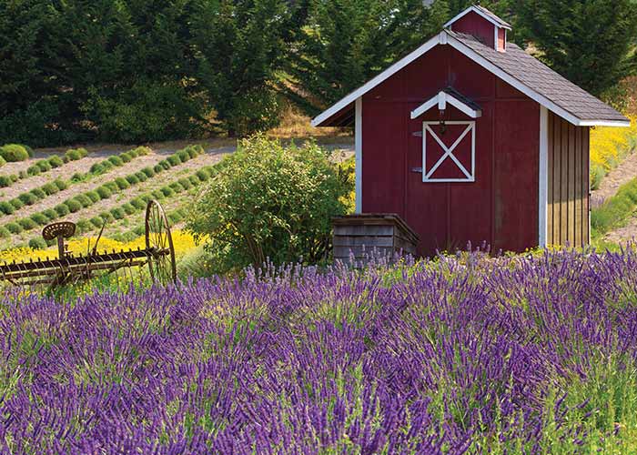A red barn by a lavender field, at the Olympic Bluffs Cidery & Lavender Farm in Port Angeles, with a vintage plow and rows of plants.