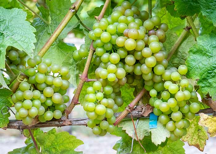 Grapes on a vine, at a vineyard excursion on American Cruise Lines' river cruises.