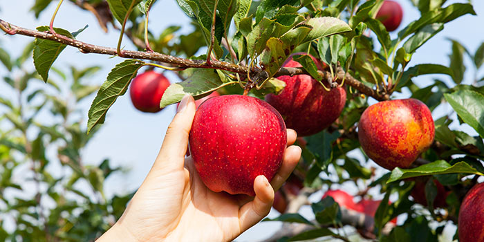 Hand picking a ripe red apple from a tree in a Hudson Valley orchard during fall harvest.