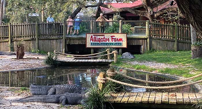 Alligators resting near water at St. Augustine Alligator Farm Zoological Park, visited during a wildlife-focused shore excursion