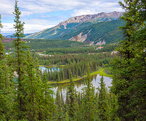 Rugged and forested mountains in the background with lakes below in Denali National park.