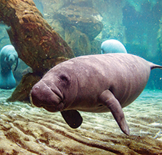 "Manatee underwater near the Everglades and 10,000 Islands "