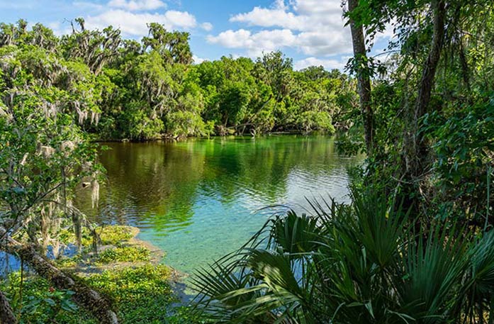 A freshwater spring surrounded by tropical plants. The water is a blue green with reflections.