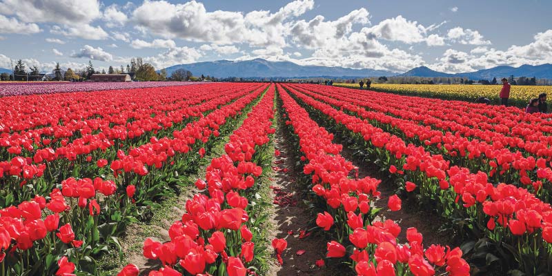 Several perfectly-maintained lines vibrant red tulips in Tulip Town during Skagway Tulip Festival, as seen on a spring Puget Sound cruise. There are silhouettes of mountains in the distance.