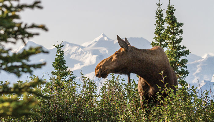 Alaska Cruises Explore Alaska Cruises
