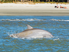 A bottlenose dolphin breaches the surface of the coastal waters along the Southeast Sea Islands near a sandy beach.