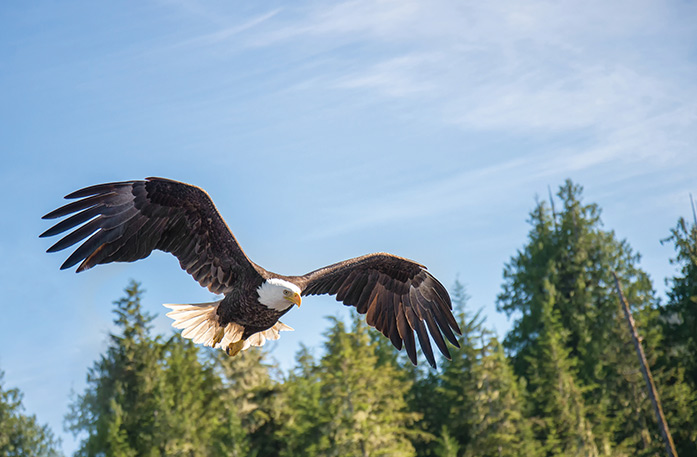 Bald eagle soaring above forested riverbanks during a Columbia River cruise.