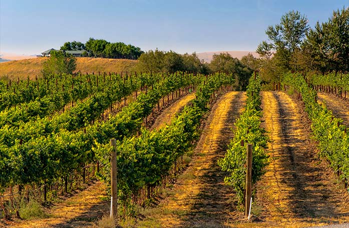 Vineyards in Walla Walla wine country during a Columbia and Snake Rivers cruise.