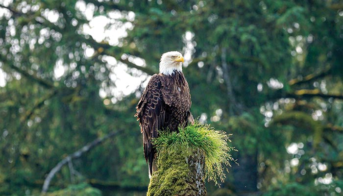 Wildlife