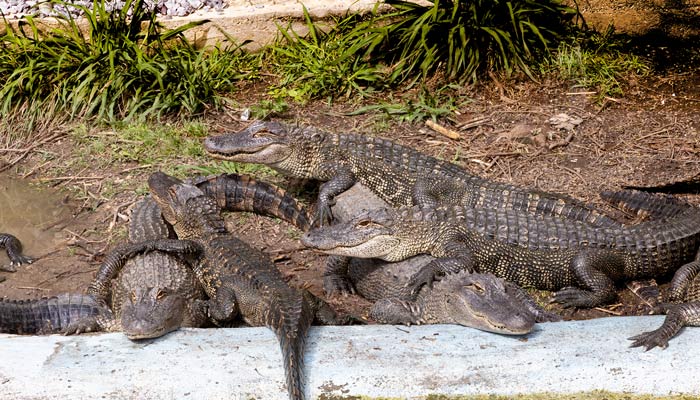 Wildlife