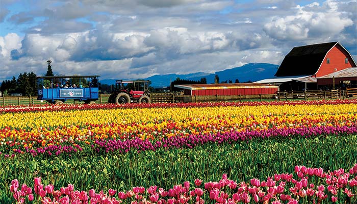 Tulip Town - 1