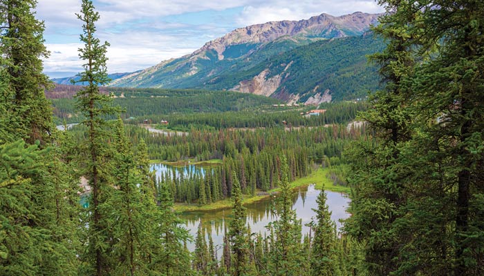 Denali National Park - 3