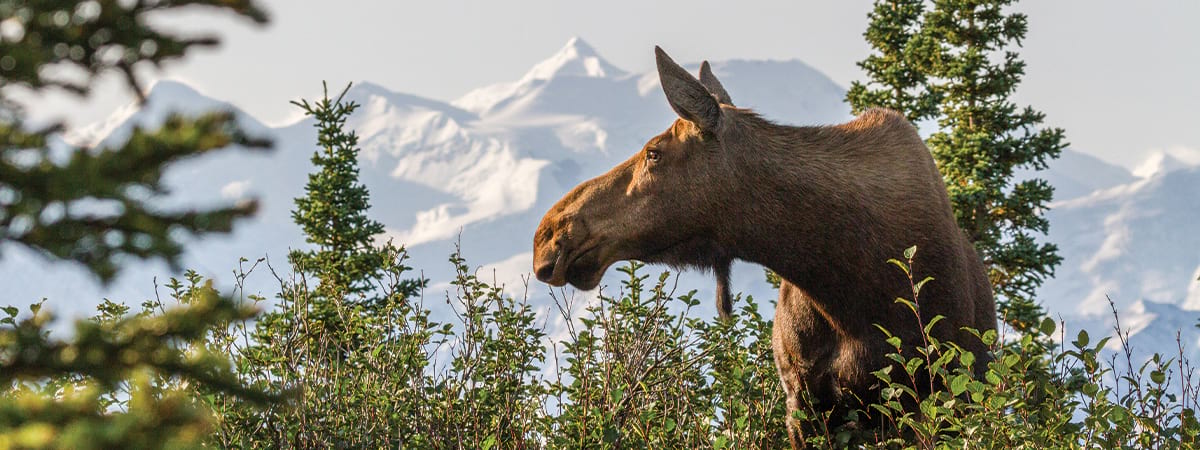 Moose among green trees with snowy mountains in the background.