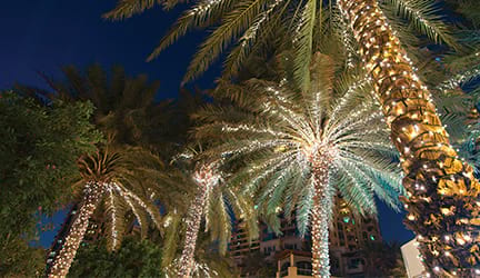 Palm trees decorated for the holidays with bright white Christmas lights shining in the dark, night sky.  