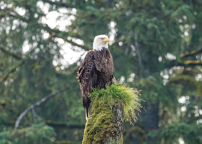 Bald eagle perched on mossy stump in forest, as seen during an American Cruise Lines river cruise.