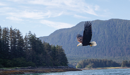 An eagle soaring over an Alaskan waterway with the breathtaking mountains in the distance.