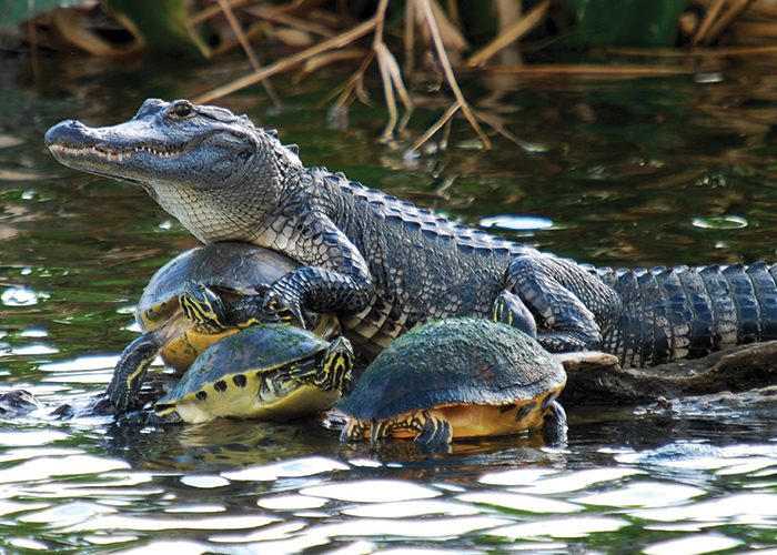 An alligator laying on a rock above the waters of Manchac swamp in Oak Alley while resting on top of one of the three large turtles around it.