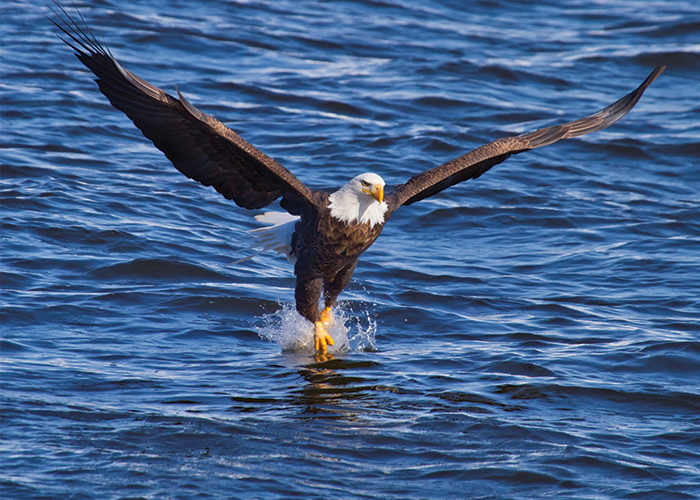 A bald eagle with its wings stretched out flying right over the Mississippi River, with its talons splashing the water below in Red Wing.