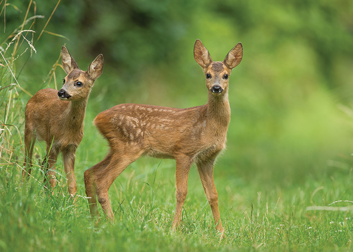 Two deer standing in a grass field, where one is looking off into the distance, and the other is looking directly at the camera.