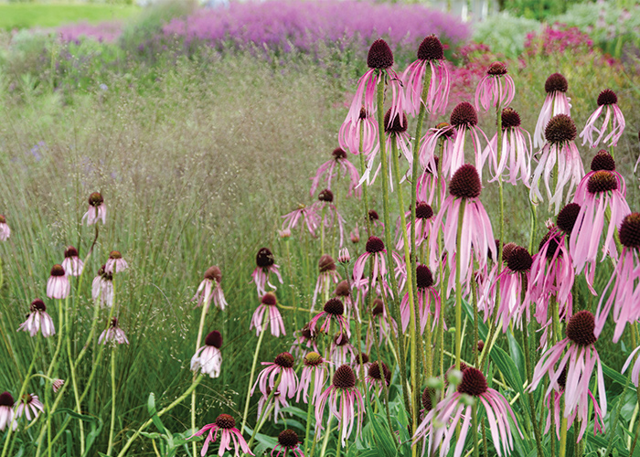Tall flowers with their pink petals drooping, formally known as Echinacea, blooming  among tall grass and pink blossoms in the distance at Hauberg Estate & Botanical Gardens in Davenport.