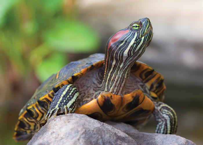 A small green and white striped turtle with an orange and black shell resting on a rock at the Tunica River Walk and Museum.