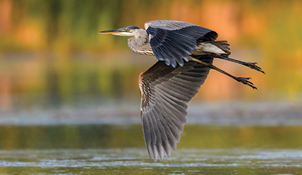 A large bird with a long black and orange beak in flight above the Mississippi River. 