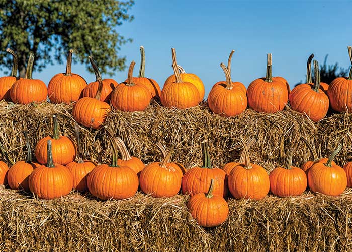 Several bright orange pumpkins in a line on two separate haystacks, with one taller than the other, at Indian Ladder Farms Orchard in Albany.
