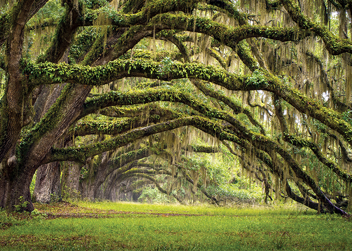 Several large, hanging oak trees with their branches covered in thick green moss at Fort Rosalie in Natchez.