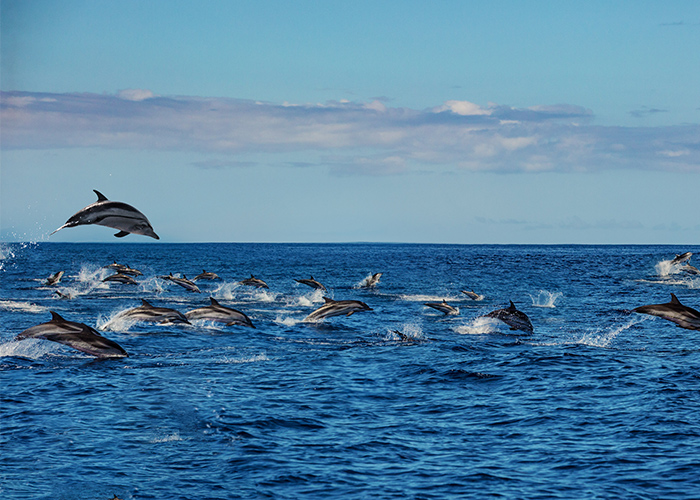 Several Atlantic white-sided dolphins swimming and leaping out of the waters of the New England coast. One dolphin is leaping several feet in the air from the water surface.