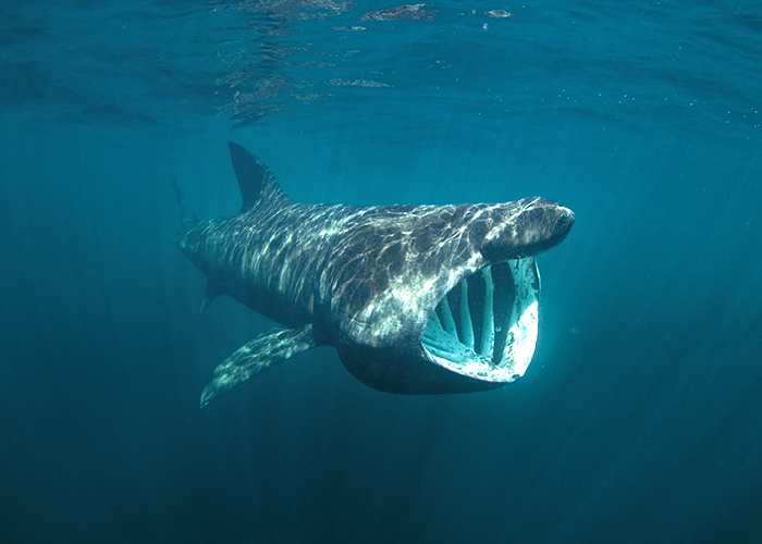 A large basking shark swimming in dark water with its enormous, white mouth open along the New England coast.