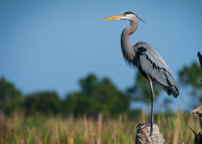A blue heron perched on a wooden pole in New England. The bird has long, skinny legs, a dark blue and grey feathered body, a long grey neck, and a long yellow beak.