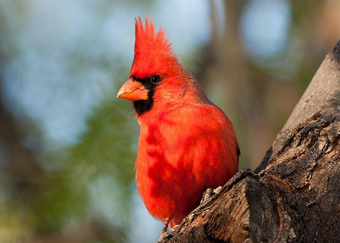 A northern cardinal, a small bird with bright red feathers, a black face, and a small orange beak, sitting on a log in New England.
