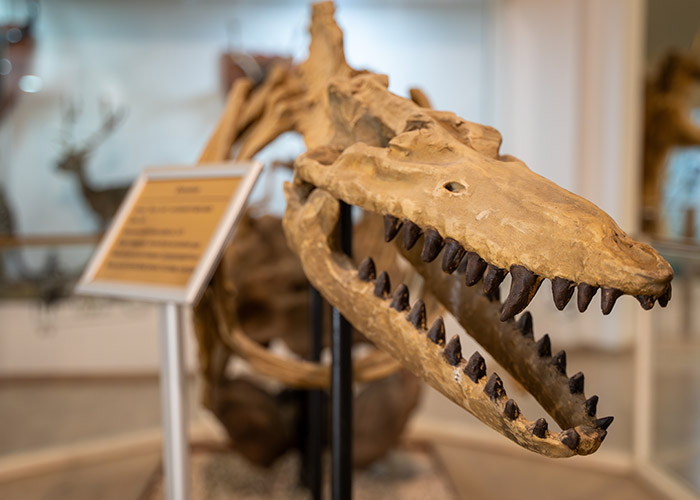 A historic skeleton of an animal with a long mouth and dozens of large teeth at the Whaling Museum on Nantucket Island. Beside the skeleton, there is a small placard in a metal holder with a blurred description of the exhibit.