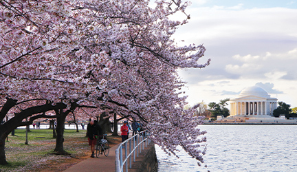 A fully-bloomed pink and white cherry blossom tree hangs over a walking path alongside the Tital Basin with the perfect distant view of Jefferson's Memorial.