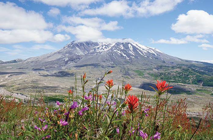 The snow-capped Mount St. Helens in Kalama, with pink and red tall flowers in the foreground.
