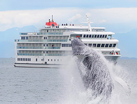  As American Constellation, an American Cruise Lines small cruise ship, is sailing along the Alaska coast, there is a breaching humpback whale in the foreground with water splashing all around it. 
